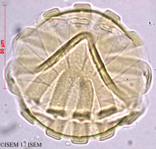 Monnina bridgesii - lame n° 29464